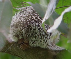 Brazilian (Tree) Porcupine - Coendou prehensilis © John Muddeman